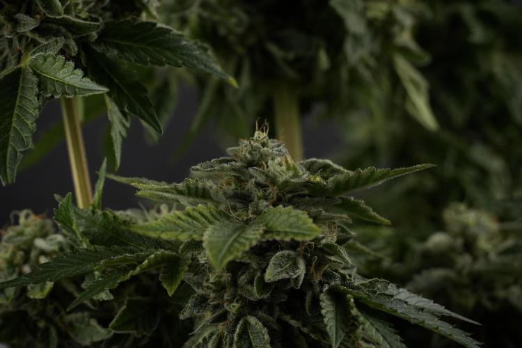 SOUR DIESEL-The Ascension of a Legend. Week 13 - Sour Diesel  studio time 