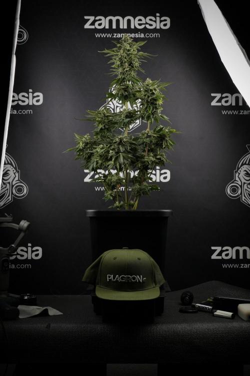 SOUR DIESEL-The Ascension of a Legend. Week 13 - Sour Diesel  studio time 