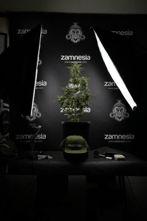 SOUR DIESEL-The Ascension of a Legend. Week 13 - Sour Diesel  studio time 