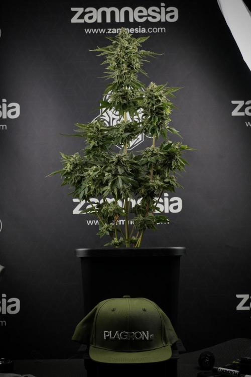 SOUR DIESEL-The Ascension of a Legend. Week 13 - Sour Diesel  studio time 