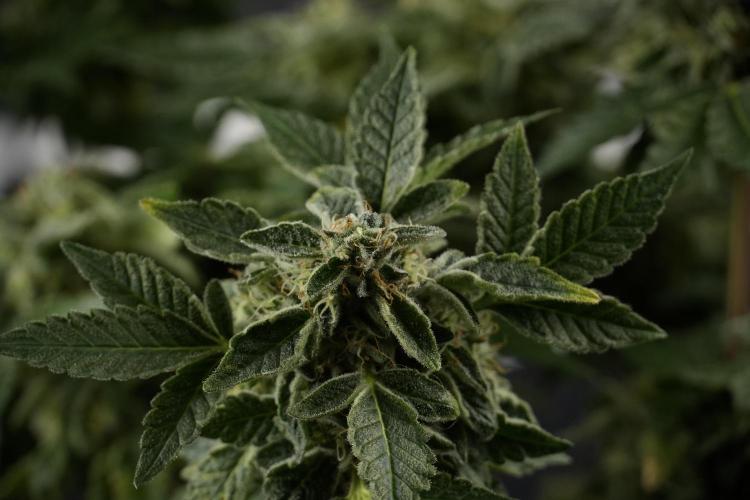 SOUR DIESEL-The Ascension of a Legend. Week 13 - Sour Diesel  studio time 
