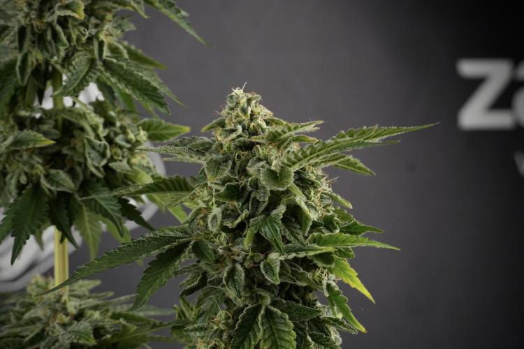SOUR DIESEL-The Ascension of a Legend. Week 13 - Sour Diesel  studio time 