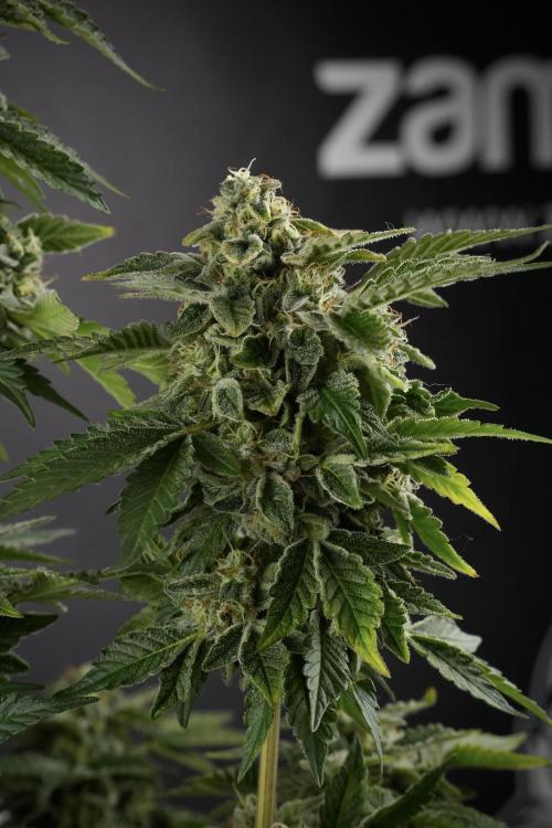 SOUR DIESEL-The Ascension of a Legend. Week 13 - Sour Diesel  studio time 