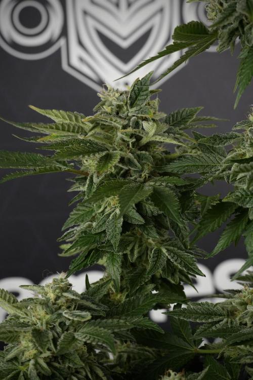 SOUR DIESEL-The Ascension of a Legend. Week 13 - Sour Diesel  studio time 