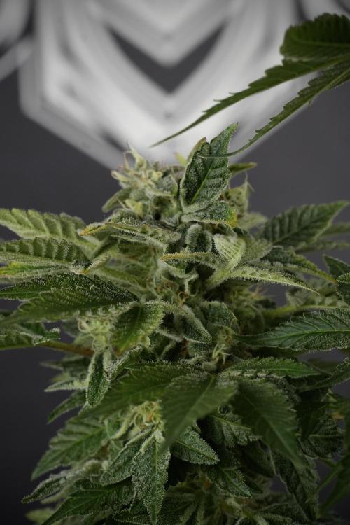 SOUR DIESEL-The Ascension of a Legend. Week 13 - Sour Diesel  studio time 