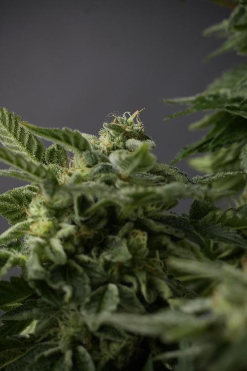 SOUR DIESEL-The Ascension of a Legend. Week 13 - Sour Diesel  studio time 