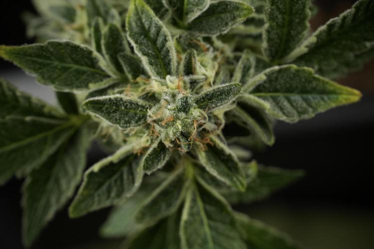 SOUR DIESEL-The Ascension of a Legend. Week 13 - Sour Diesel  studio time 