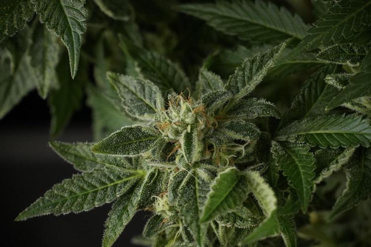 SOUR DIESEL-The Ascension of a Legend. Week 13 - Sour Diesel  studio time 