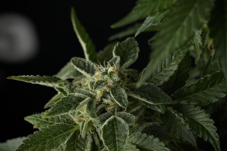 SOUR DIESEL-The Ascension of a Legend. Week 13 - Sour Diesel  studio time 