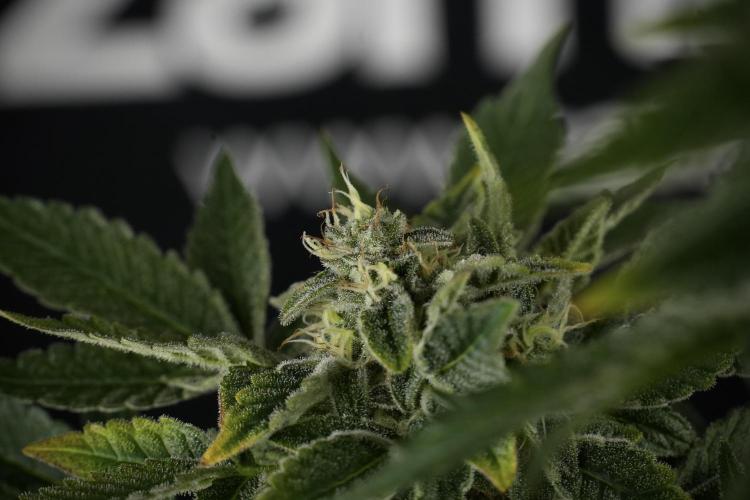 SOUR DIESEL-The Ascension of a Legend. Week 13 - Sour Diesel  studio time 