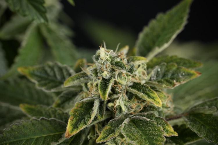 SOUR DIESEL-The Ascension of a Legend. Week 13 - Sour Diesel  studio time 