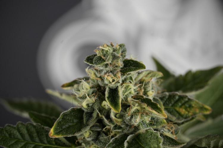 SOUR DIESEL-The Ascension of a Legend. Week 13 - Sour Diesel  studio time 