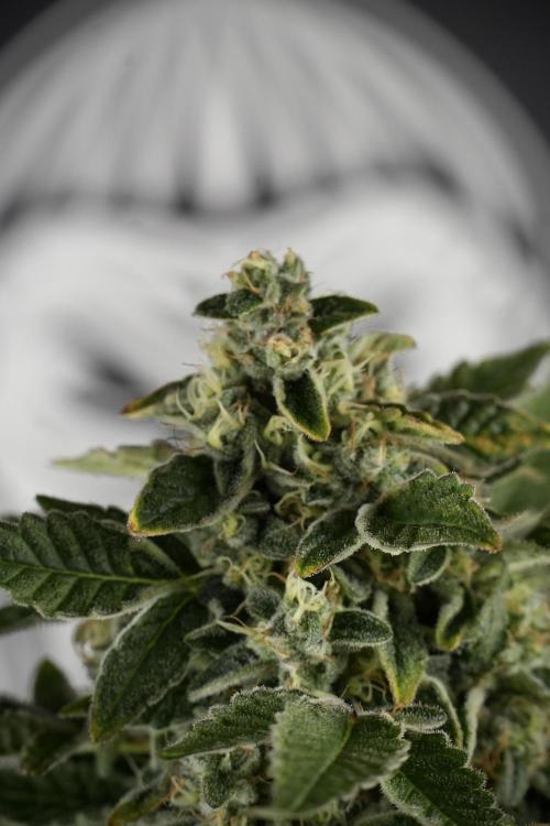 SOUR DIESEL-The Ascension of a Legend. Week 13 - Sour Diesel  studio time 