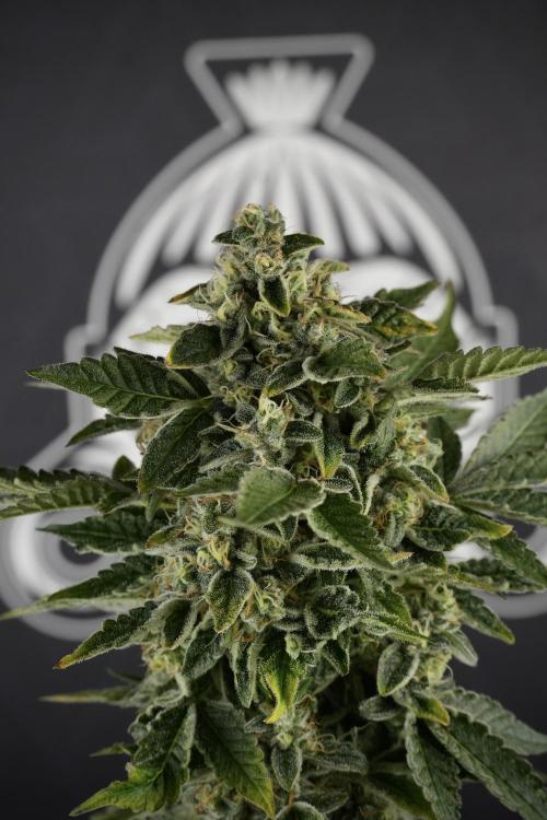 SOUR DIESEL-The Ascension of a Legend. Week 13 - Sour Diesel  studio time 
