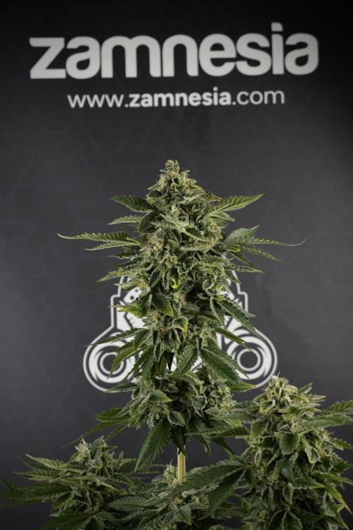 SOUR DIESEL-The Ascension of a Legend. Week 13 - Sour Diesel  studio time 