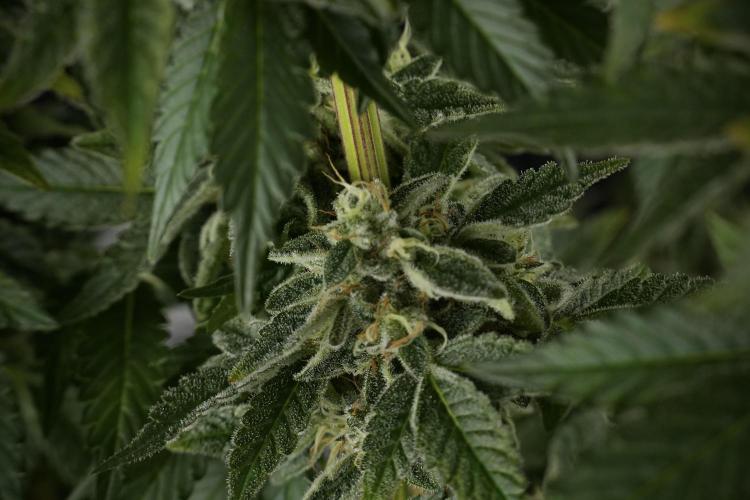 SOUR DIESEL-The Ascension of a Legend. Week 13 - Sour Diesel  studio time 