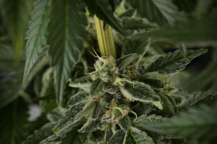 SOUR DIESEL-The Ascension of a Legend. Week 13 - Sour Diesel  studio time 
