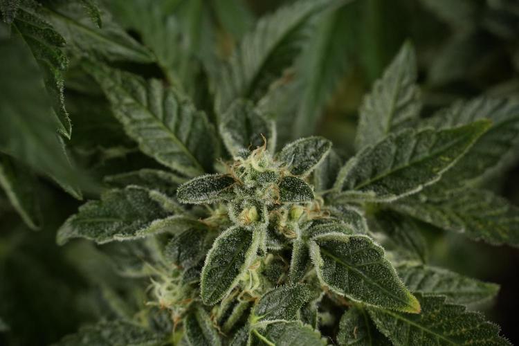 SOUR DIESEL-The Ascension of a Legend. Week 13 - Sour Diesel  studio time 