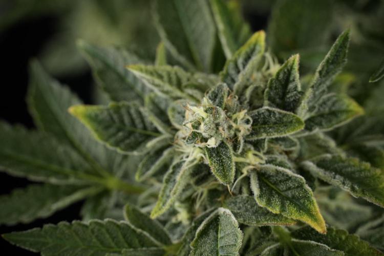 SOUR DIESEL-The Ascension of a Legend. Week 13 - Sour Diesel  studio time 