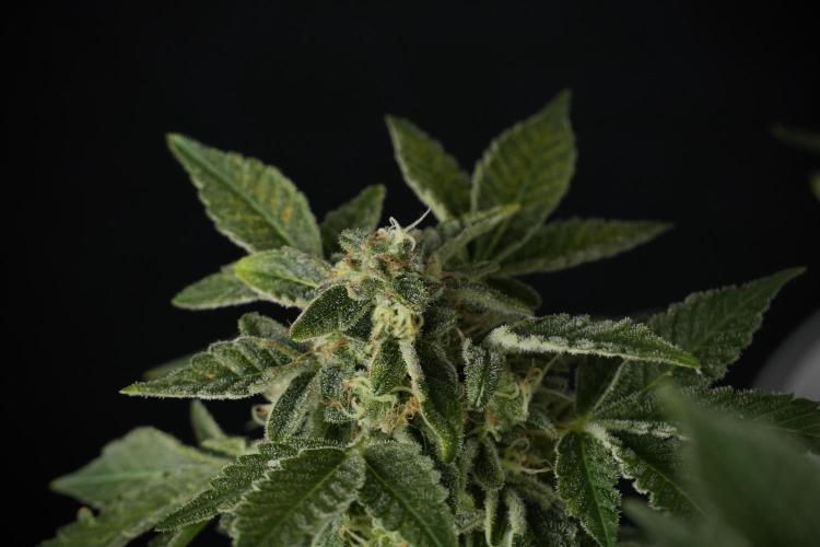 SOUR DIESEL-The Ascension of a Legend. Week 13 - Sour Diesel  studio time 