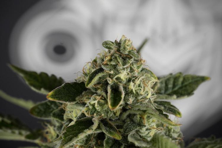 SOUR DIESEL-The Ascension of a Legend. Week 13 - Sour Diesel  studio time 