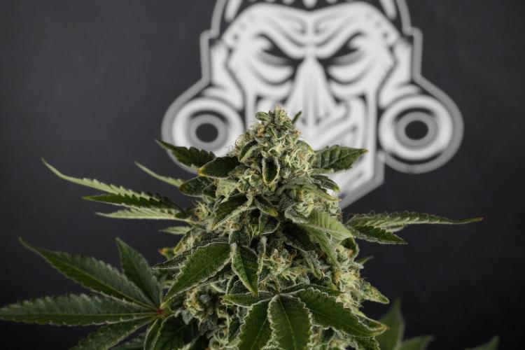 SOUR DIESEL-The Ascension of a Legend. Week 13 - Sour Diesel  studio time 
