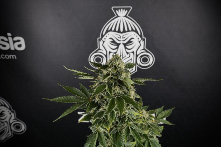 SOUR DIESEL-The Ascension of a Legend. Week 13 - Sour Diesel  studio time 