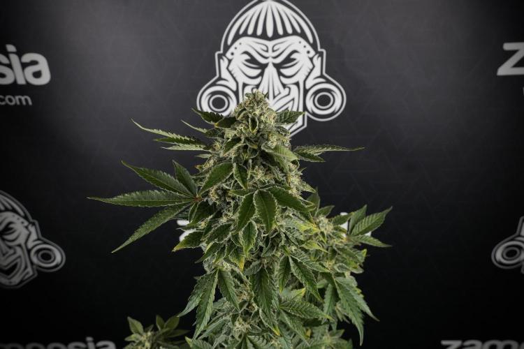 SOUR DIESEL-The Ascension of a Legend. Week 13 - Sour Diesel  studio time 