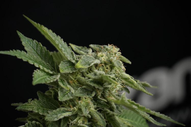SOUR DIESEL-The Ascension of a Legend. Week 13 - Sour Diesel  studio time 