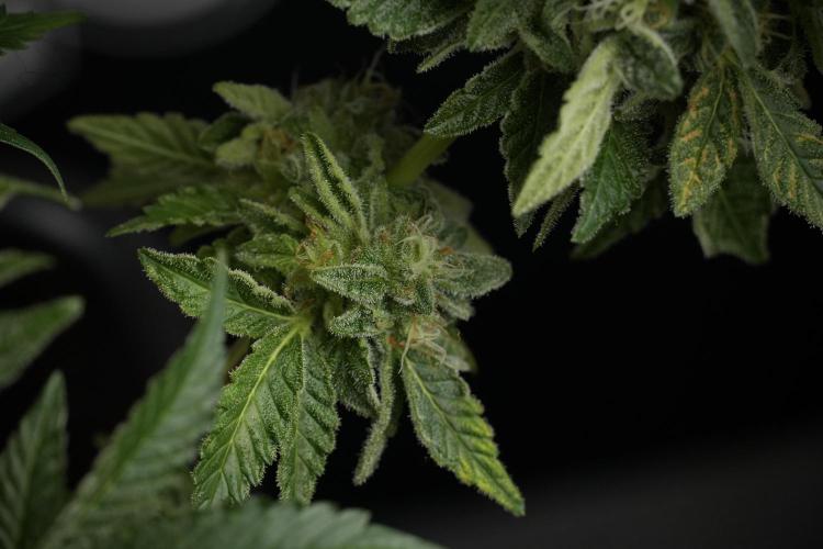 SOUR DIESEL-The Ascension of a Legend. Week 13 - Sour Diesel  studio time 