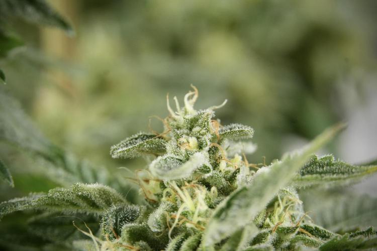 SOUR DIESEL-The Ascension of a Legend. Week 13 - Sour Diesel  studio time 