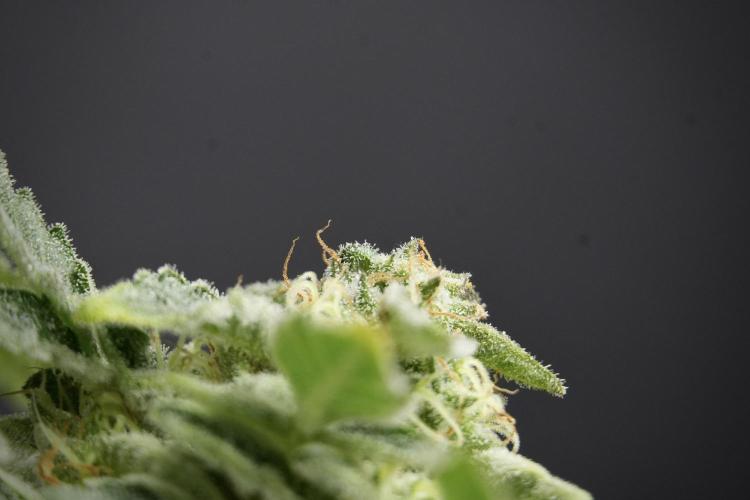 SOUR DIESEL-The Ascension of a Legend. Week 13 - Sour Diesel  studio time 