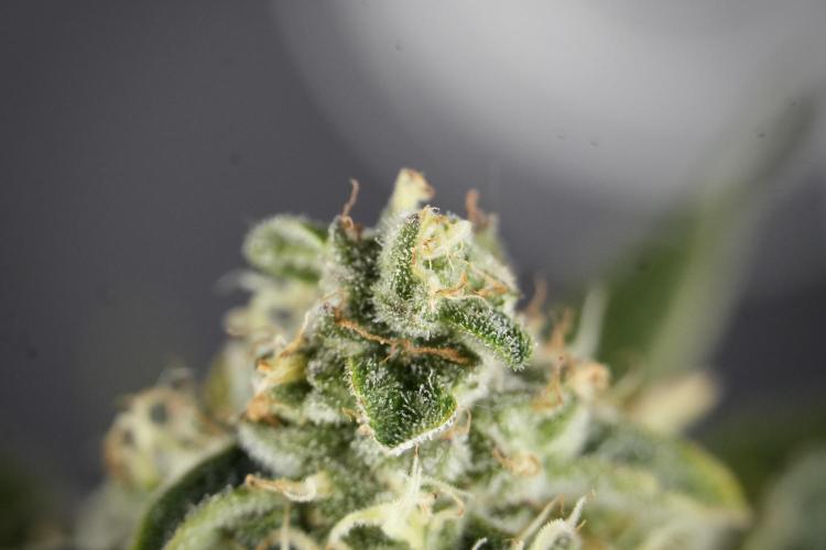 SOUR DIESEL-The Ascension of a Legend. Week 13 - Sour Diesel  studio time 