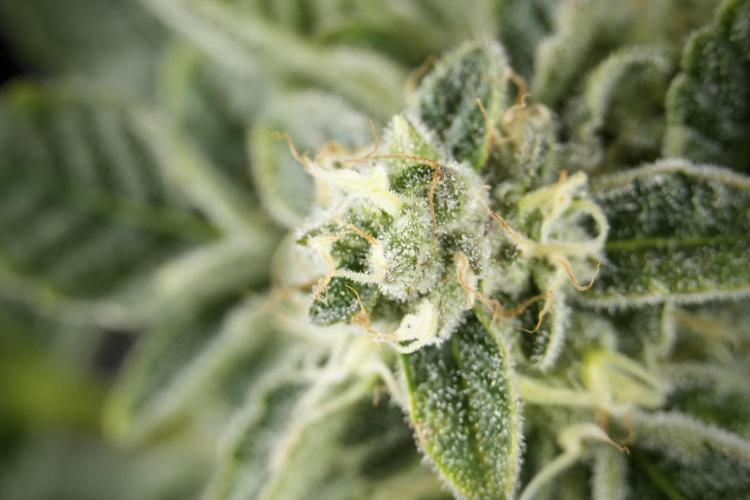 SOUR DIESEL-The Ascension of a Legend. Week 13 - Sour Diesel  studio time 