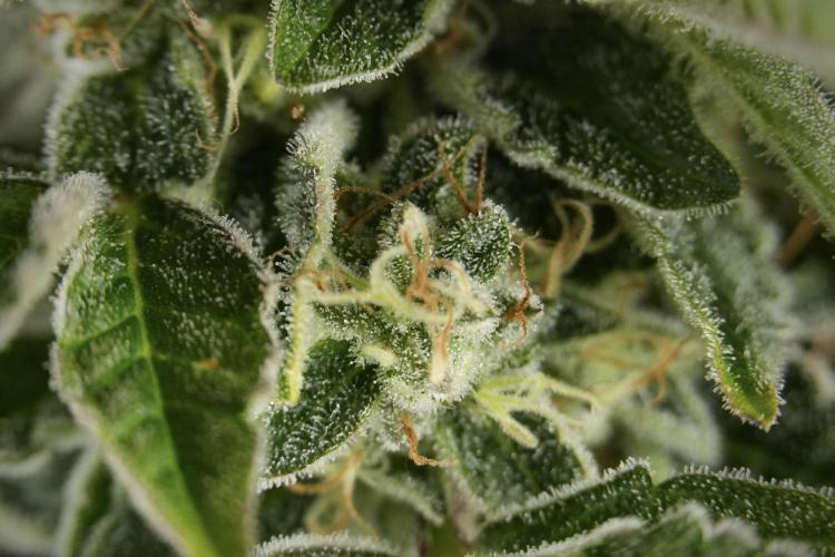 SOUR DIESEL-The Ascension of a Legend. Week 13 - Sour Diesel  studio time 