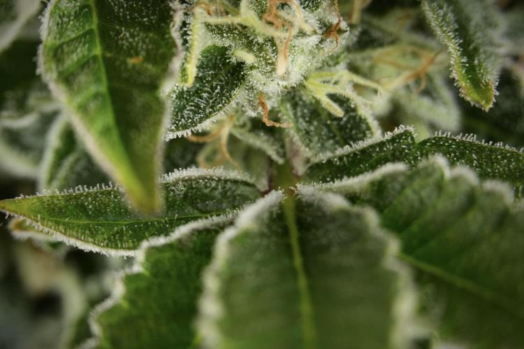 SOUR DIESEL-The Ascension of a Legend. Week 13 - Sour Diesel  studio time 