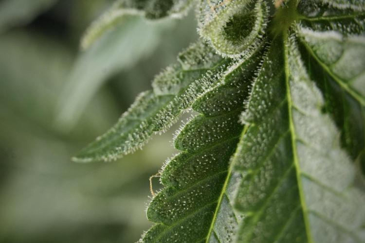 SOUR DIESEL-The Ascension of a Legend. Week 13 - Sour Diesel  studio time 