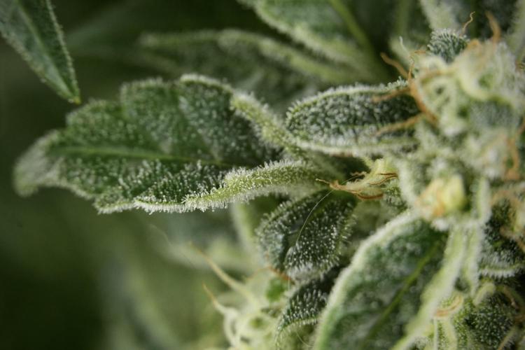 SOUR DIESEL-The Ascension of a Legend. Week 13 - Sour Diesel  studio time 