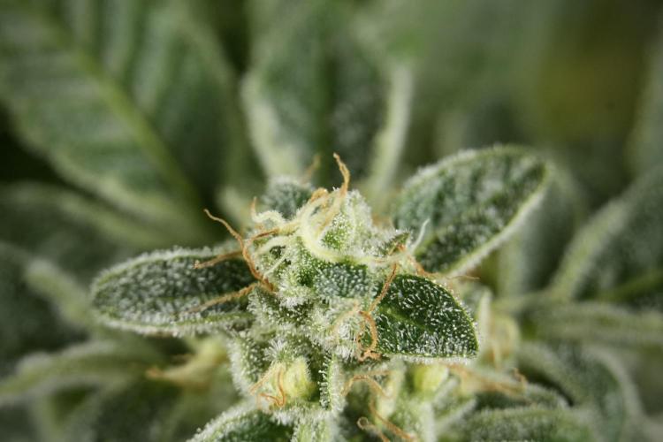 SOUR DIESEL-The Ascension of a Legend. Week 13 - Sour Diesel  studio time 