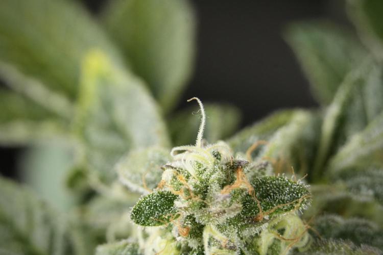 SOUR DIESEL-The Ascension of a Legend. Week 13 - Sour Diesel  studio time 