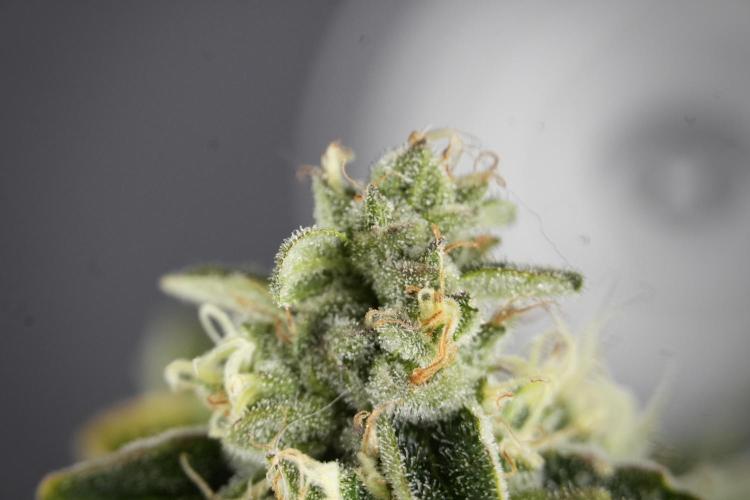 SOUR DIESEL-The Ascension of a Legend. Week 13 - Sour Diesel  studio time 
