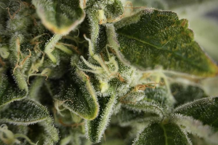SOUR DIESEL-The Ascension of a Legend. Week 13 - Sour Diesel  studio time 