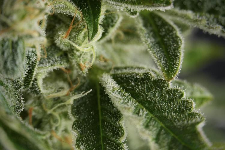 SOUR DIESEL-The Ascension of a Legend. Week 13 - Sour Diesel  studio time 