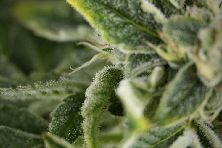 SOUR DIESEL-The Ascension of a Legend. Week 13 - Sour Diesel  studio time 