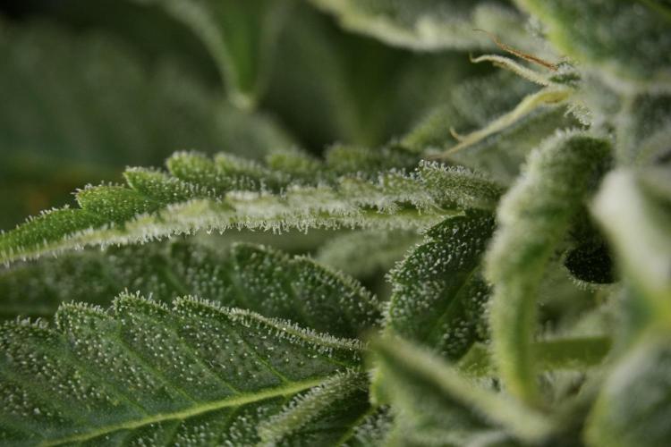 SOUR DIESEL-The Ascension of a Legend. Week 13 - Sour Diesel  studio time 