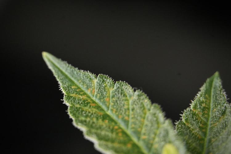 SOUR DIESEL-The Ascension of a Legend. Week 13 - Sour Diesel  studio time 