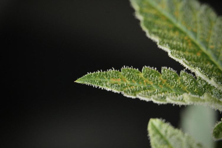 SOUR DIESEL-The Ascension of a Legend. Week 13 - Sour Diesel  studio time 