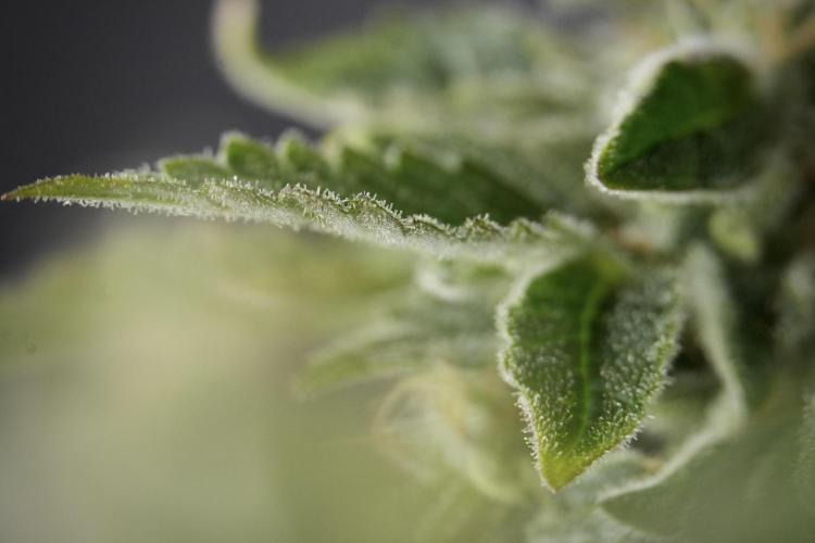 SOUR DIESEL-The Ascension of a Legend. Week 13 - Sour Diesel  studio time 
