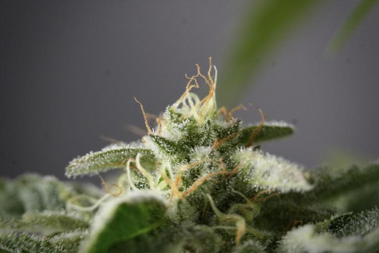 SOUR DIESEL-The Ascension of a Legend. Week 13 - Sour Diesel  studio time 
