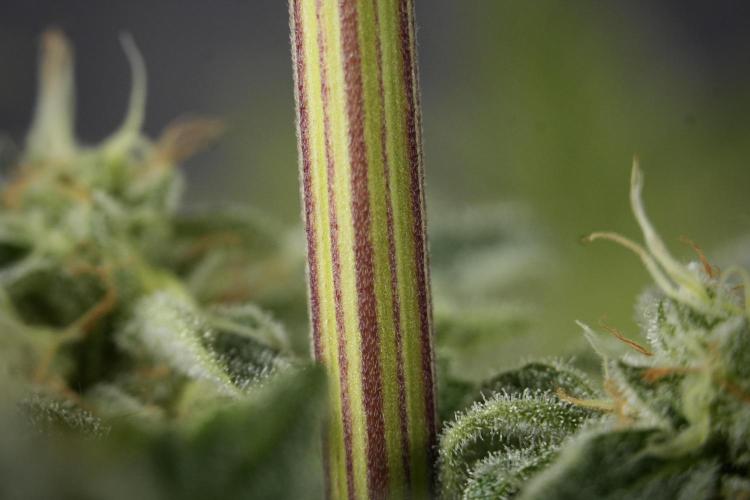 SOUR DIESEL-The Ascension of a Legend. Week 13 - Sour Diesel  studio time 